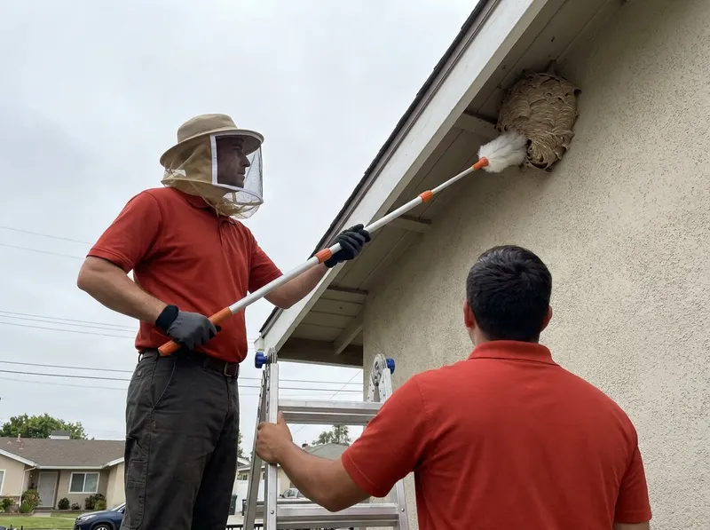 Wasp and Bee Nest Removal in Long Beach, CA